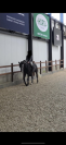 Hongre de 5 ans Zangersheide