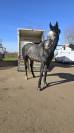 Hongre de 5 ans Zangersheide