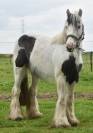Jolie ponette Irish 