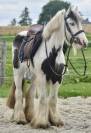 Jolie ponette Irish 