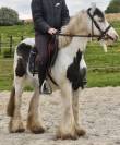 Jolie ponette Irish 