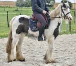 Jolie ponette Irish 