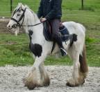 Jolie ponette Irish 