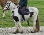 Jolie ponette Irish 