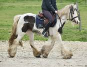 Jolie ponette Irish 