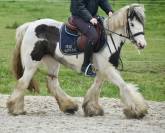 Jolie ponette Irish 