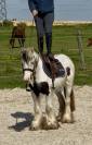 Jolie ponette Irish 