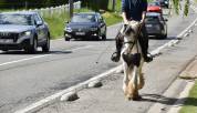 Jolie ponette Irish 