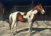Hongre de 5ans pie