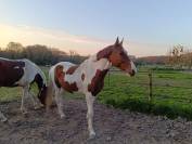 Hongre de 5ans pie