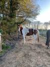 Hongre de 5ans pie