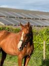 Jument 3 ans - 166 - alezane 