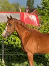 Jument 3 ans - 166 - alezane 