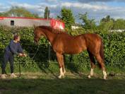 Jument 3 ans - 166 - alezane 