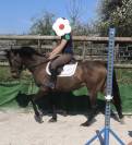 Jument 4 ans idéale loisirs familial et sport 