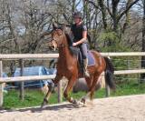 Cheval Meridan
