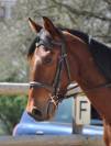 Cheval Meridan
