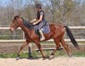 Cheval Meridan