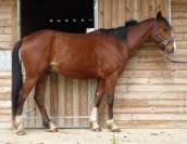 Cheval Middle