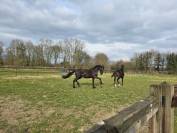 Friese Hengst