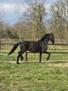 Friese Hengst