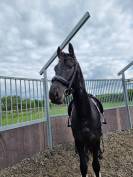 Friese Hengst