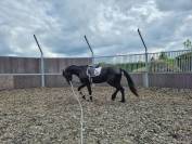 Friese Hengst