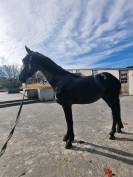 Friese Hengst