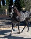 ANDALUZ P.R.E. tordo rodado.