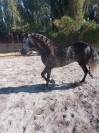 ANDALUZ P.R.E. tordo rodado.