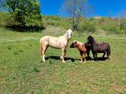 Poney OC, 3 ans, palomino