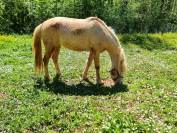 Poney OC, 3 ans, palomino