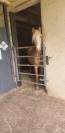 Poney OC, 3 ans, palomino