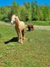 Poney OC, 3 ans, palomino