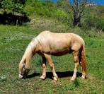 Poney OC, 3 ans, palomino