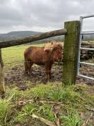 Propose Shetland au pair 