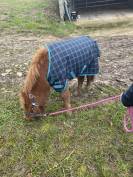 Propose Shetland au pair 