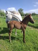 A VENDRE POULAIN PFS