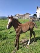 A VENDRE POULAIN PFS