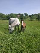 A VENDRE POULAIN PFS