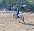 A VENDRE POULAIN PFS