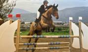 A VENDRE Epsom- Hongre de 11 ans 
