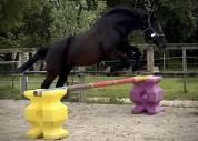 Cheval polyvalent de 10 ans 
