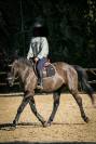 Cheval polyvalent de 10 ans 