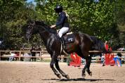 Cheval polyvalent de 10 ans 