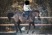 Cheval polyvalent de 10 ans 