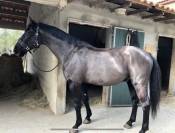Cheval polyvalent de 10 ans 