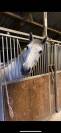 vente cheval loisir