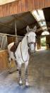 vente cheval loisir