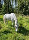 vente cheval loisir